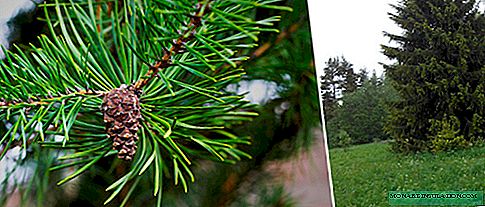 Spruce: description, types, planting, diseases and pests