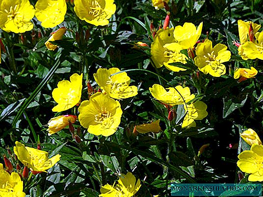 Evening primrose: description, landing and care
