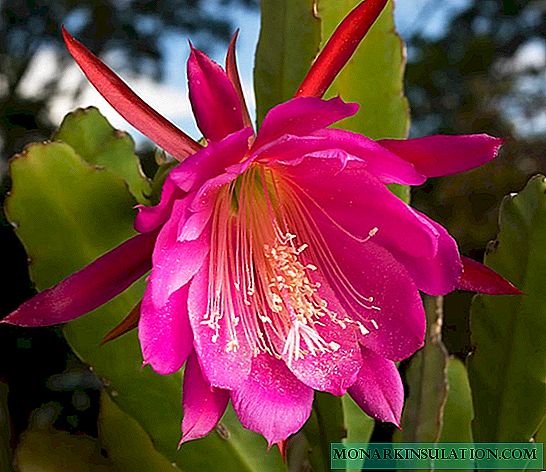 Epiphyllum: الوصف ، أنواع وأصناف ، الرعاية المنزلية ، علامات