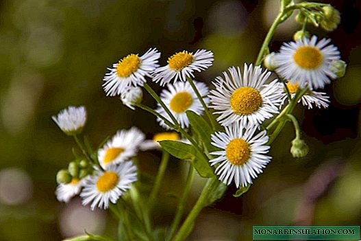 Erigeron: all about growing and caring