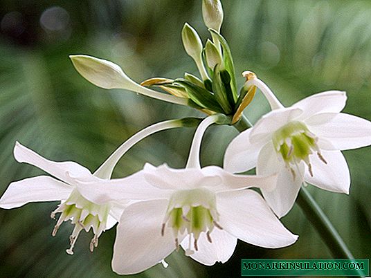 Eucharis หรือ Amazonian Lily: การดูแลในร่ม