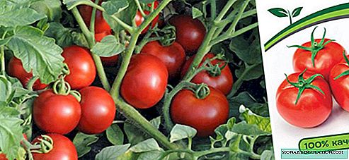 Tomate Katya F1: descrição da variedade muito cedo, condições de cultivo