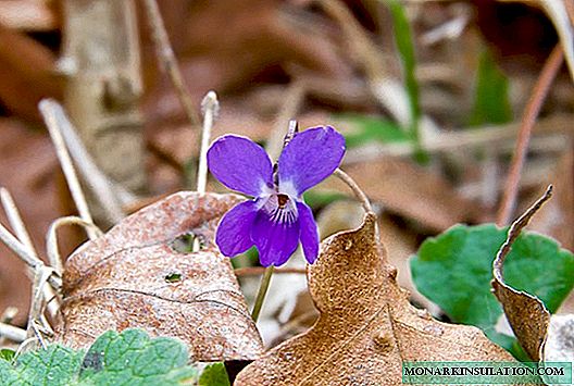 Violet parfumé: description, croissance