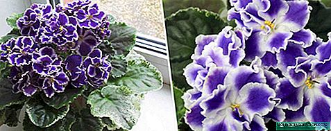 Fiolett sommerskumring: variantbeskrivelse, beplantning og stell