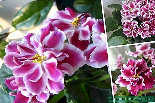 Violet Frosty cherry: photo and description of the variety, planting, care