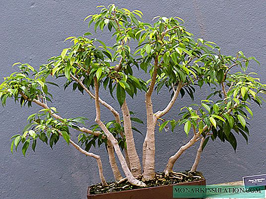 Ficus Benjamin: soins à domicile, variétés