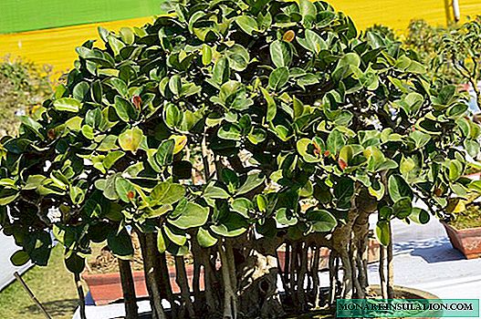 Ficus Bengal untuk Bonsai: Tips Penjagaan dan Berkembang