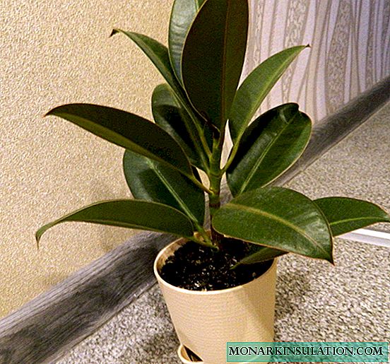 Ficus rubbery or ficus elastic: description, types, care