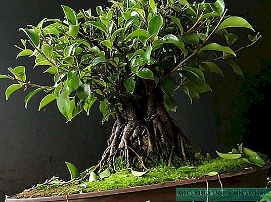 Ficus microcarpo: descripción, atención domiciliaria