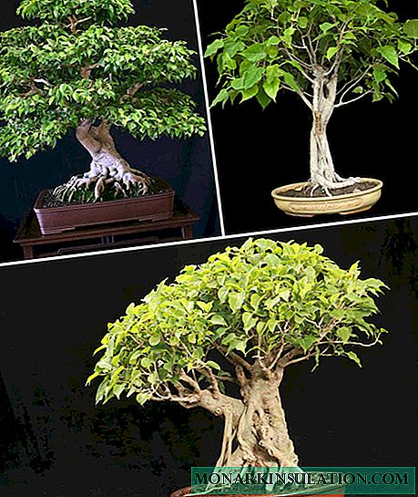 Ficus sacred (Bo tree): rules for home care
