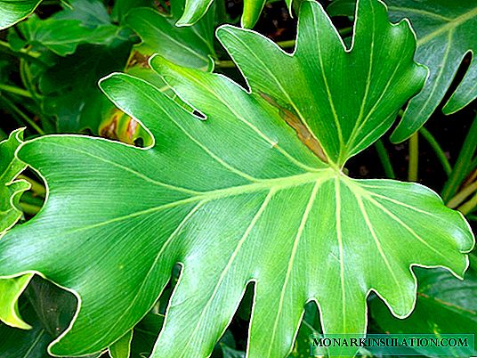 Philodendron: Beschreibung, Typen, Pflege und häufige Fehler darin