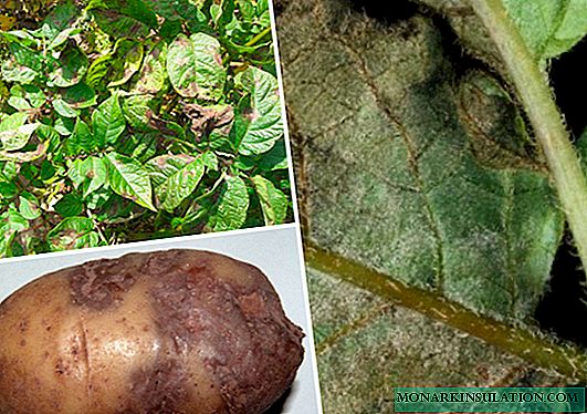 Phytophthora on potatoes: description, control measures