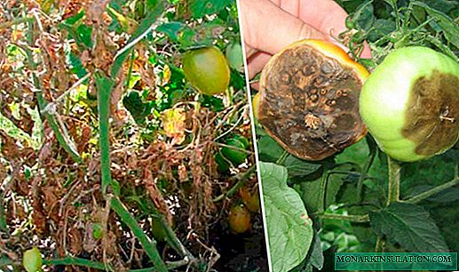 Phytophthora on tomatoes: signs, treatment