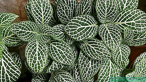 Fittonia: types for indoor maintenance, care + errors