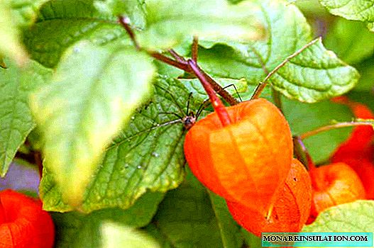 Physalis: care and landing in the country and at home