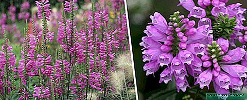 Physostegia: planting and care in the open ground