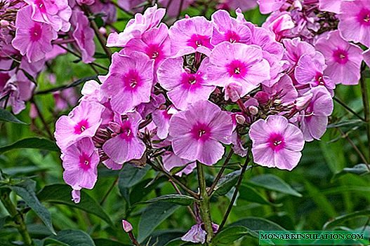 Phlox: planting and care, varieties with photos and names