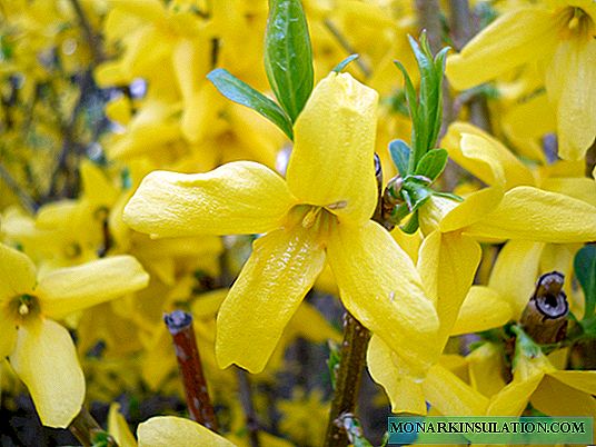 Forsythia: all about the bush