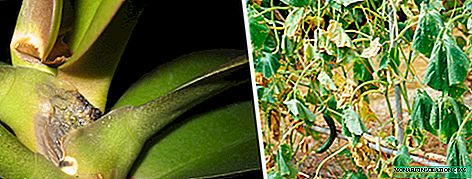 Fusarium plantes d'intérieur et de jardin: signes et traitement