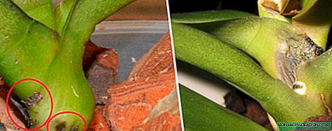 Fusarium orchids: signs and treatment features