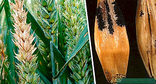 Fusarium de trigo, cebada y otros cultivos de cereales.