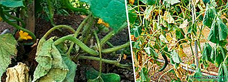 Fusarium wilt of a cucumber: causes, symptoms, treatment