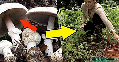 Where honey mushrooms grow and when to collect them, depending on the species