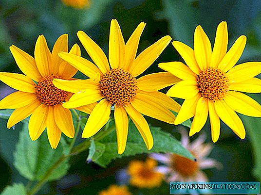 Heliopsis: landing and care
