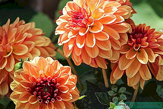 Dahlia: varieties with photos and names, planting and care