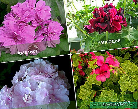 Amplified geranium: description, planting, care