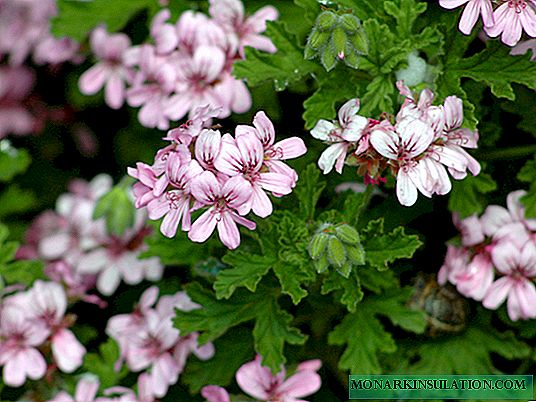 Fragrant geranium: photo, healing properties, care