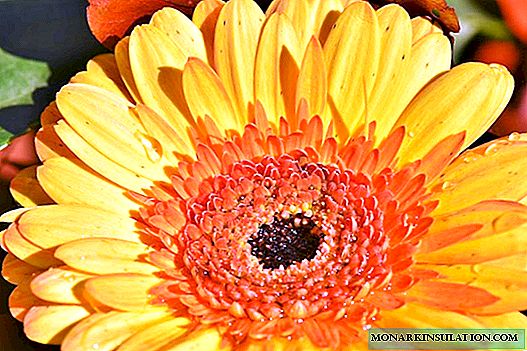 Jardin Gerbera: types et variétés, plantation, soins, maladies et ravageurs