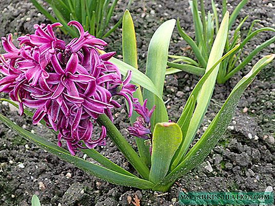 Hyacinth: sadnja i njega na otvorenom terenu