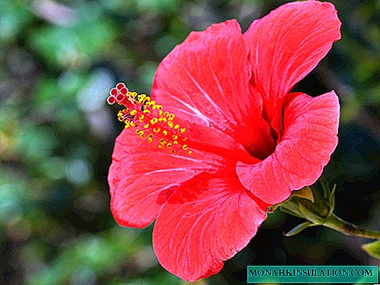 Hibiscus ou rose chinoise: soins à domicile