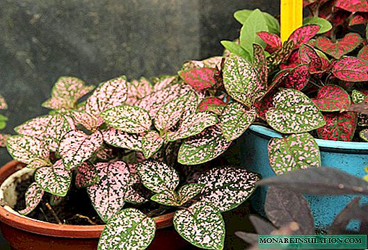 Hypoestes - the inspirer of creativity