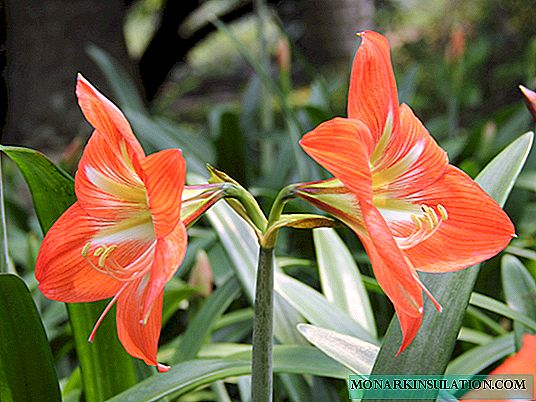 Hippeastrum: beskrivning, vårdstips + fel