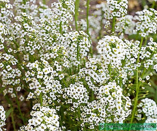 Gypsophila perennial: planting and care, photo