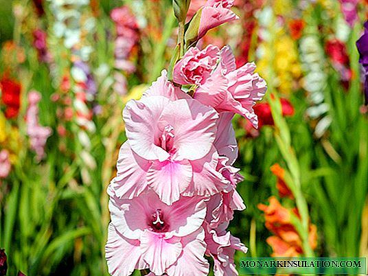 Gladiolus: výsadba a péče na otevřeném prostranství