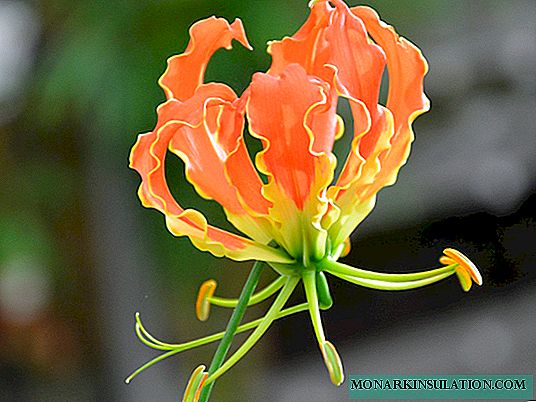 Gloriosa: tips for planting and care