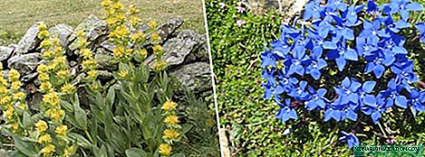 Gentian: varieties, planting and care