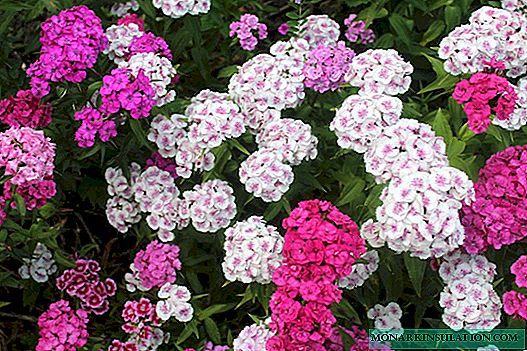 Carnation: species, garden and home care