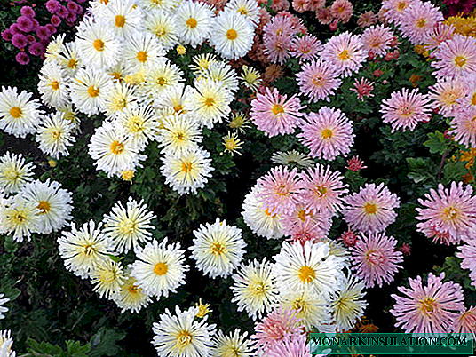 Kek Chrysanthemum saka: penerangan, jenis, penanaman dan penjagaan