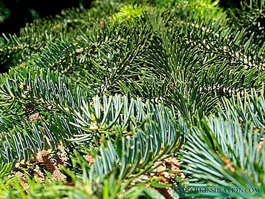 Conifers: names with descriptions and photos