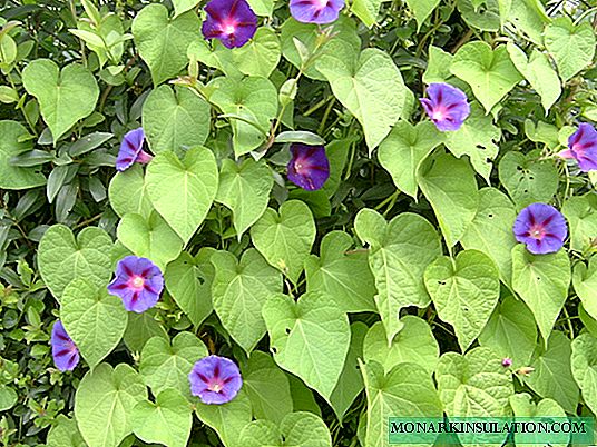 Ipomoea purpurea: sodinimas ir priežiūra