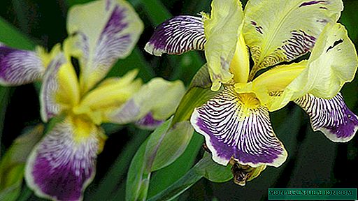 Irises: landing, care