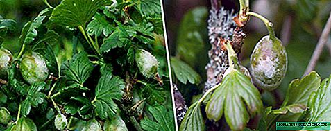 How to deal with powdery mildew on gooseberries
