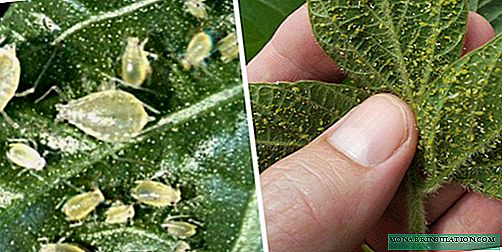 How to deal with aphids in different cases