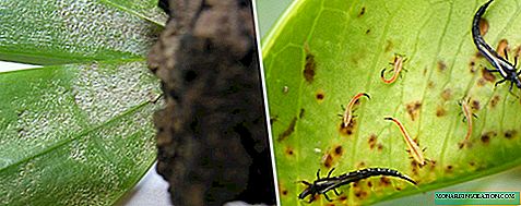 How to deal with thrips on orchids