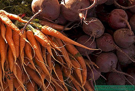 How to store carrots and beets in the winter?