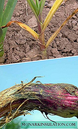 How and how to treat garlic fusarium, why it occurs